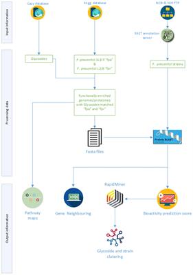 In silico Approach for Unveiling the Glycoside Hydrolase Activities in Faecalibacterium prausnitzii Through a Systematic and Integrative Large-Scale Analysis